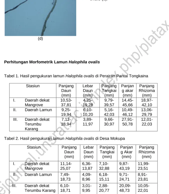 Tabel 1. Hasil pengukuran lamun Halophila ovalis di Perairan Pantai Tongkaina 