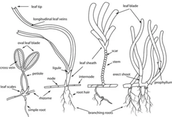 Gambar 1. Morfologi Lamun (Len McKenzie, 2011) 