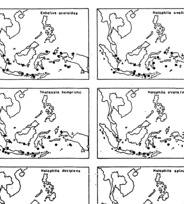 Gambar 4 :  Sebaran geografik spesies lamun di perairan Indonesia (dari DEN HARTOG  1970; SOEGIARTO &amp; POLUNIN 1981; dan KISWARA 1984)