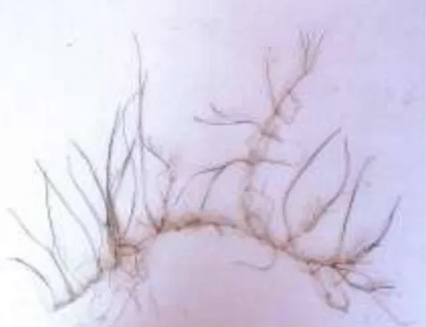 Gambar 2.8Halodule pinifolia  (Waycott et al, 2004)  8.  Halodule uninervis 