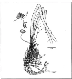 Gambar 1. Enhalus acoroides  