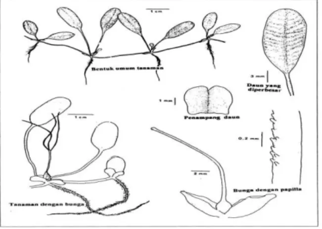 Gambar 2. Halophila ovalis 