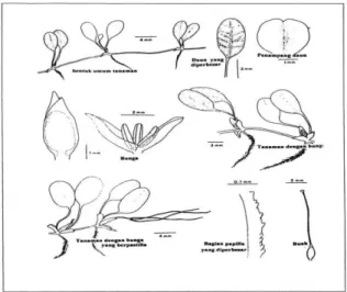 Gambar 3. Halophila minor 