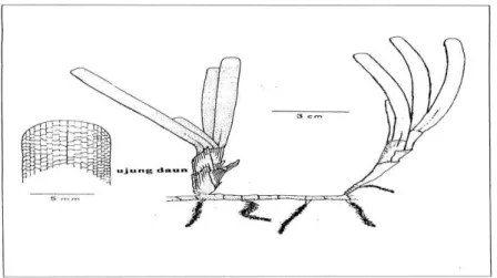 Gambar 6. Thalassia hemprichii 