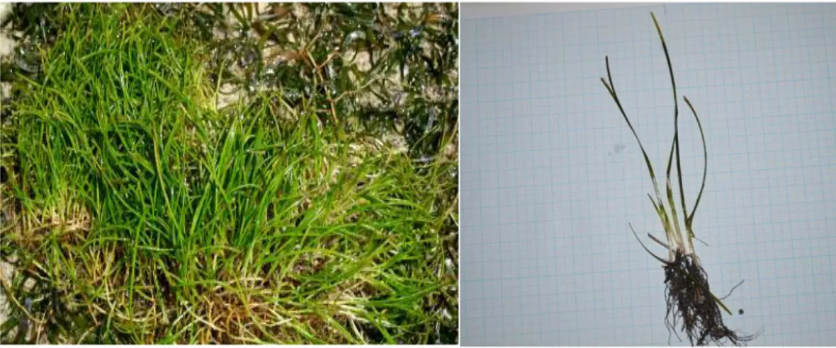 Gambar 5. Halodule pinifolia  2.1.2 Potensi dan Manfaat Padang Lamun  
