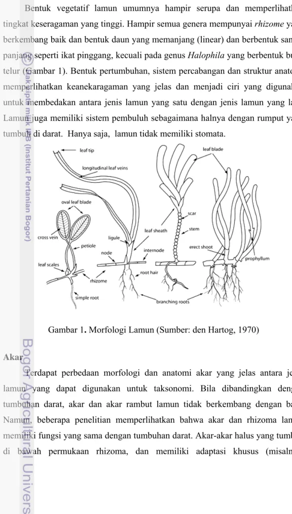 Gambar 1. Morfologi Lamun (Sumber: den Hartog, 1970)   