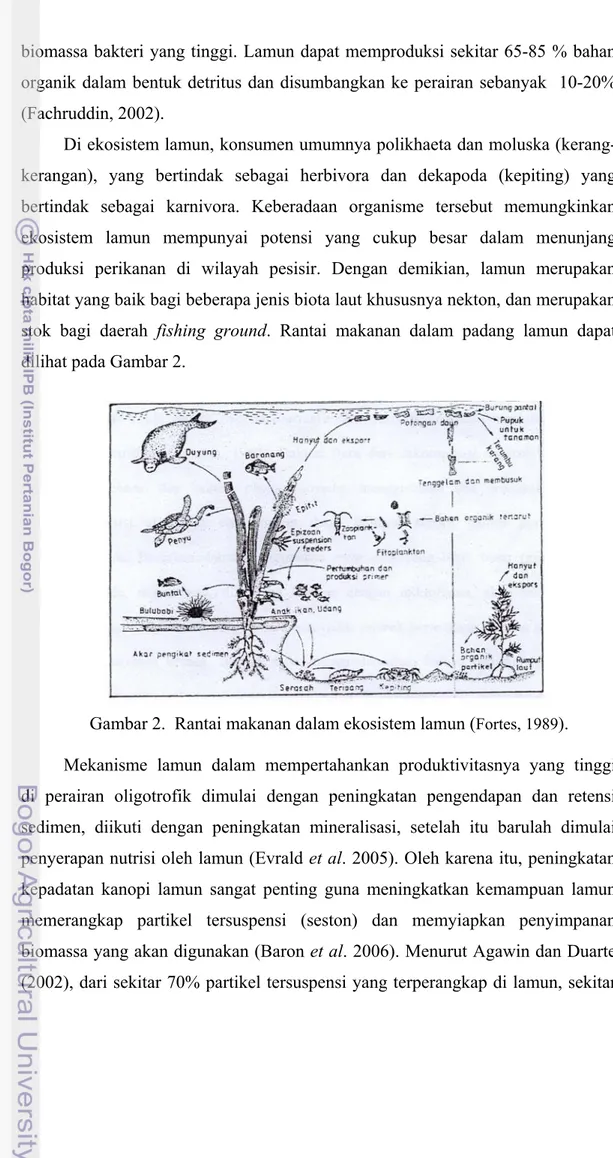 Gambar 2.  Rantai makanan dalam ekosistem lamun ( Fortes, 1989 ). 
