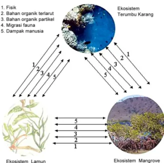 Gambar 1. Interaksi Antara Tiga Ekosistem Laut Dangkal (UNESCO, 1983  dalam Hutomo 1997)