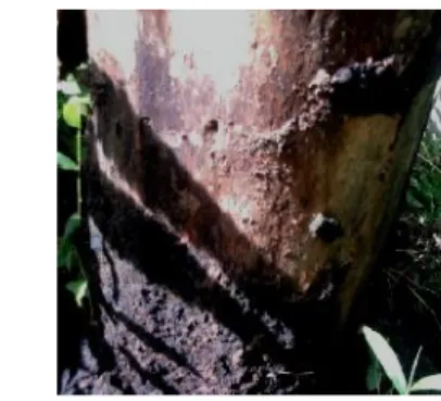Gambar  1. Gejala serangan penyakit busuk hati pohon gaharu di Desa Lembah Sari, Kab. Lobar