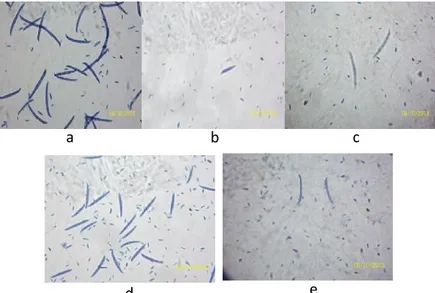 Gambar 1.  Kenampakan morfologi sel mikrokonidia dan makrokonidia fungi  filamen pada Gyrinops spp