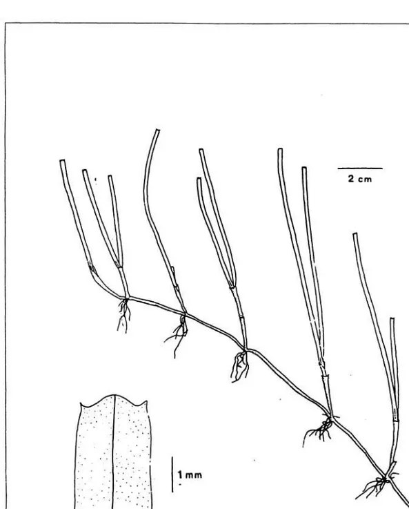 Gambar 7. Halodule uninervis (Forsskal) Ascherson