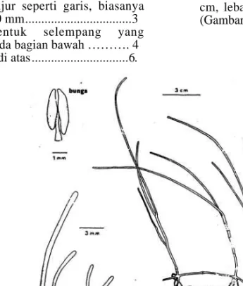 Gambar 1. Syringodium iseotifolium (Ascherson) Dandy 4
