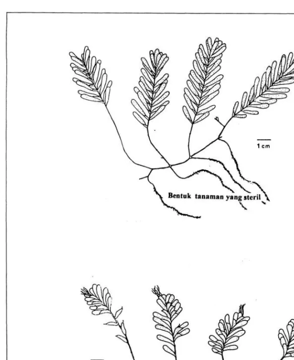 Gambar 3. Halophila spinulosa (R. Brown) Ascherson