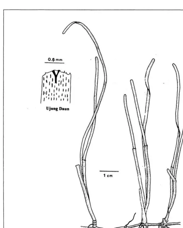 Gambar 6. Halodule pinifolia (Miki) den Hartog