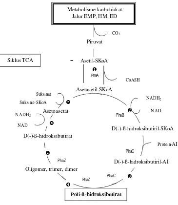 Gambar 3  Lintasan umum biosintesis dan degradasi PHB oleh mikroba   (Ralstonia eutropha, Azotobacter beijerinckii) (Lafferty et al.1988)
