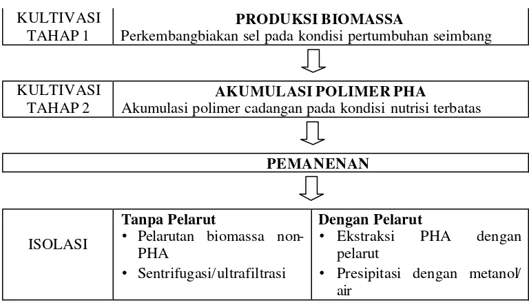 Gambar 4  Skema tahapan umum produksi PHA (Kessler et al. 2001). 