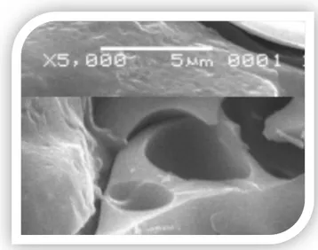 Gambar 7. Mikrograf SEM material TPV dengan  perbesaran 5000x untuk kadar plasticizerminarex 
