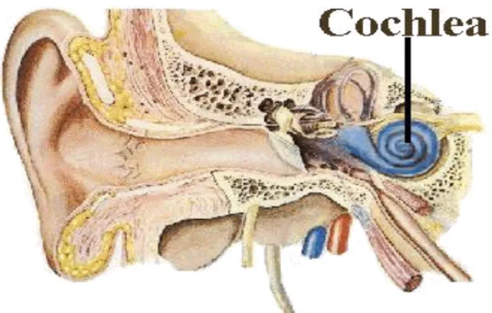Gambar 2.1.  Anatomi Telinga (Dhingra 2007) 