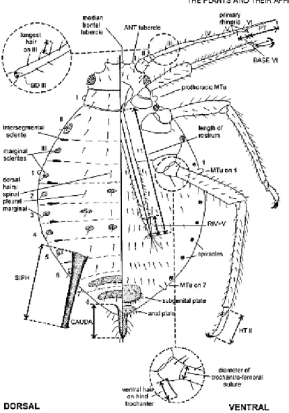 Gambar  1    Karakter  identifikasi  kutudaun  pada  bagian  dorsal  dan  ventral  (Blackman dan Eastop 2006) 