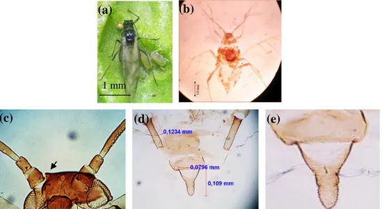 Gambar 10  Karakter identifikasi L. pseudobrassicae. Berwarna kuning pucat pada  bagian abdomen (a), slide mikroskop L