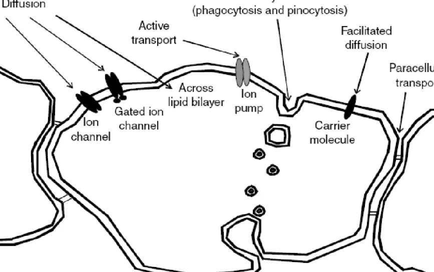 Diagram of routes of chemical uptake into cells and the paracellular route.