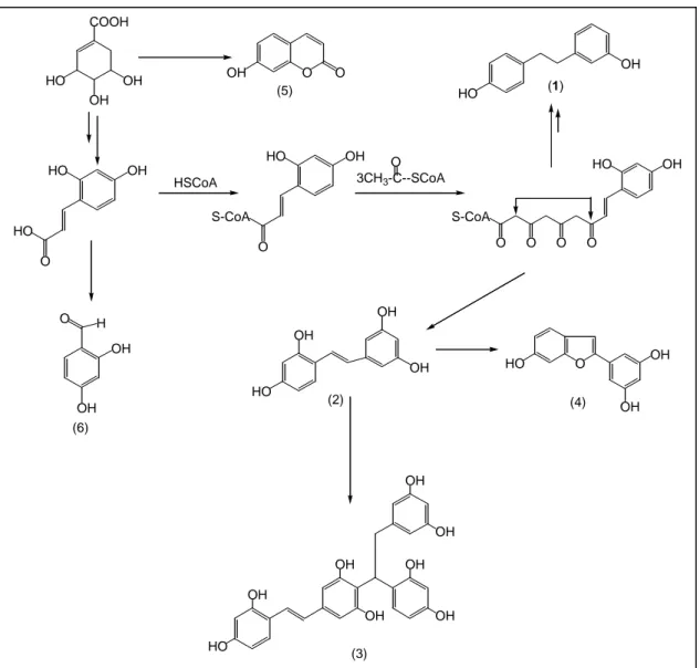 Gambar 2. Saran biogenesis senyawa-senyawa hasil isolasi dari M. macroura. 