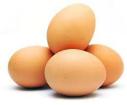 Gambar 2.6 Telur 