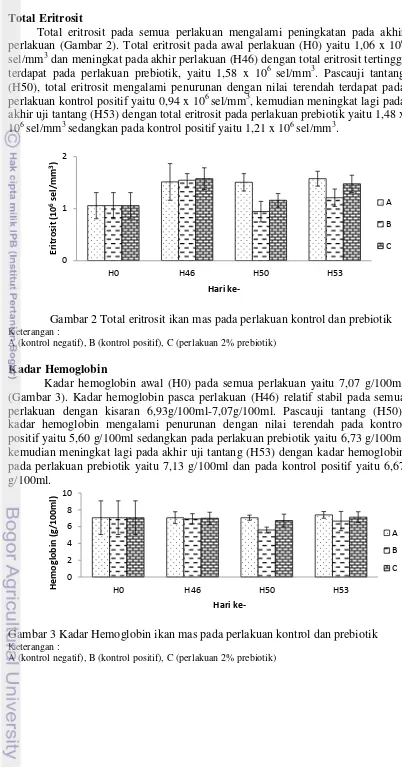 Gambar 2 Total eritrosit ikan mas pada perlakuan kontrol dan prebiotik 