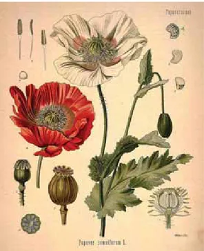 Gambar 2. Papaver somniferum L. opium poppy, afim, Kasa Kasa (bunga opium)