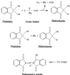 Gambar 1   Reaksi asam amino dengan                       ninhidrin  (Girindra 1986) 