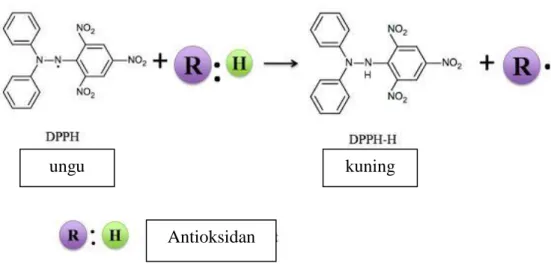 Gambar 4. Reaksi peredaman radikal bebas DPPH oleh antioksidan  (Molyneux, 2004) 