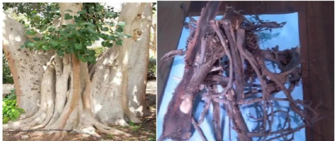 Gambar 1.  Tanaman Ara (Ficus racemosa, Linn) dan akar tanaman Ara (Ficus  racemosa, Linn) 