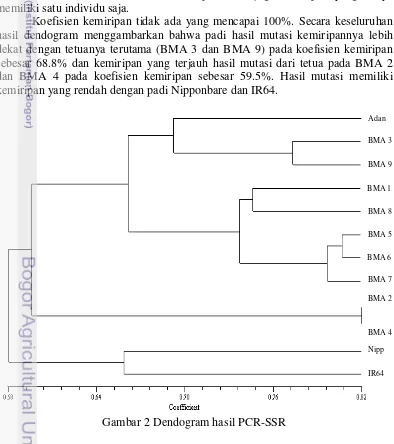 Gambar 2 Dendogram hasil PCR-SSR 