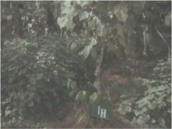 Gambar 2.  Tumpangsari lada dengan nilam 