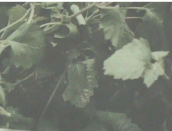 Gambar 3.  Tanaman nilam yang terserang ulat penggulung daun 