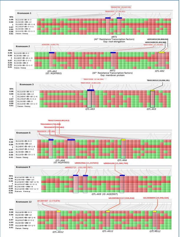 Figure 2.  Genotype profile of the selected rice lines clustered in group I comparing with the  susceptible control, Danau Gaung