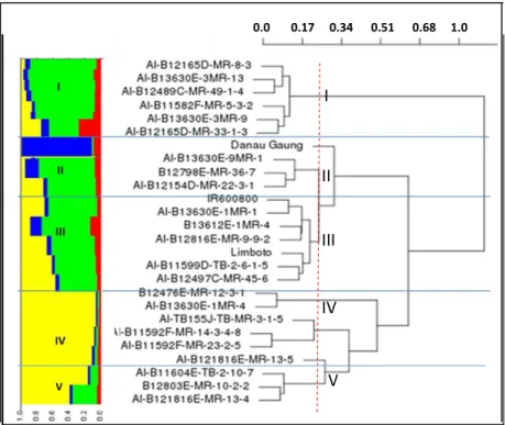 Gambar 1.  Struktur populasi (kiri) dan dendrogram filogenetik (kanan) galur-galur terpilih  berdasarkan analisis keragaman genetik menggunakan 384 marka SNP