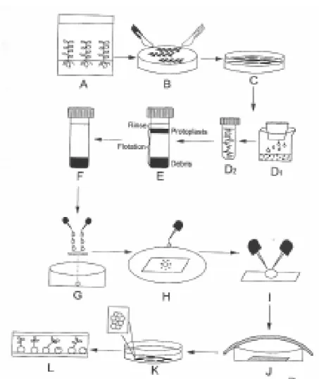Diagram  prosedur  fusi  protoplas  dari  mesofil  daun  tembakau  dan  daun  plantlet  kentang;  A