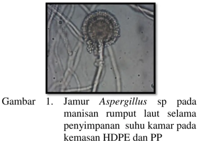 Gambar  1.  Jamur  Aspergillus  sp  pada  manisan  rumput  laut  selama  penyimpanan  suhu kamar pada  kemasan HDPE dan PP 
