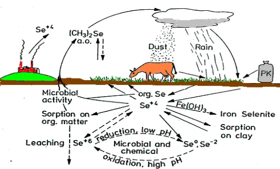 Gambar  1.  EkologisSelenium (Pedersen, 2002)