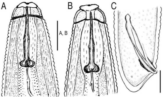 Gambar  2.  Gambar  Meloidogyne  arenaria  jantan  dari  pohon  traveler.  (A)  Bagian  lateral  pada  ujung  anterior
