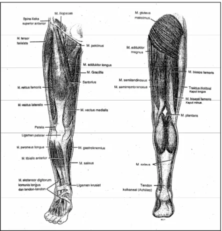 Gambar 21. Otot-otot Tungkai Manusia  Sumber : Saifuddin, 1997 : 47 