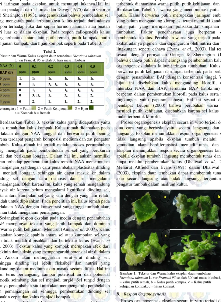 Gambar 1.  Tekstur dan Warna kalus eksplan daun tembakau  Nicotiana tabacum L. var Prancak 95 setelah 30 hari masa inkubasi, a 