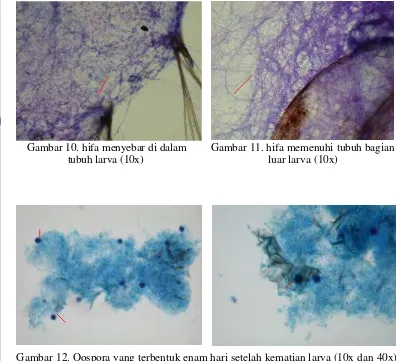 Gambar 12. Oospora yang terbentuk enam hari setelah kematian larva (10x dan 40x) 