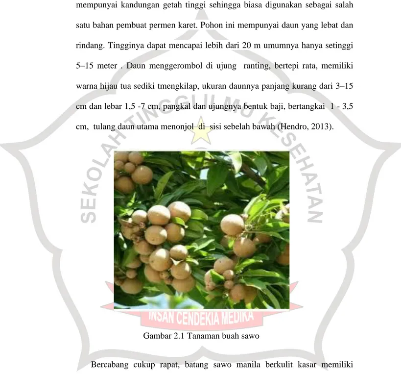 Gambar 2.1 Tanaman buah sawo 