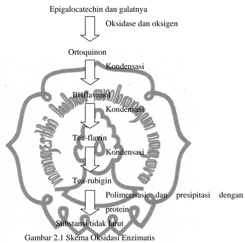 Gambar 2.1 Skema Oksidasi Enzimatis 