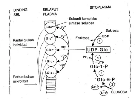 Gambar 7. Jalur Biosintesis selulosa dari glukosa (Sjostrom, 1995). 