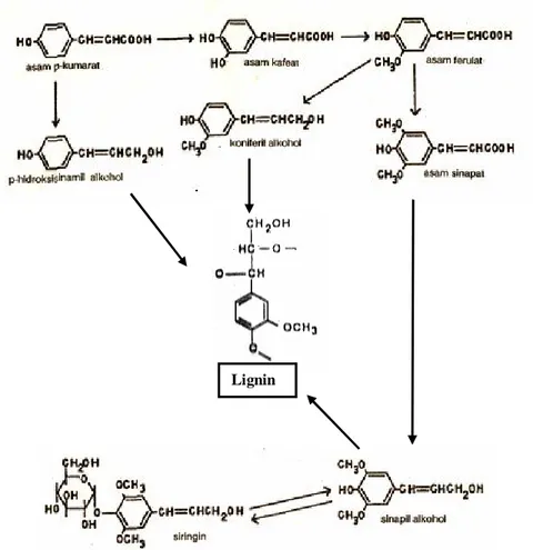 Gambar 9. Jalur metabolik senyawa induk lignin menjadi lignin (Robinson, 1995; 