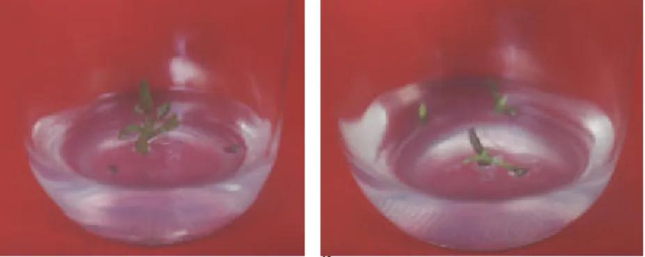 Gambar 1. Penampakan kultur ubi jalar pada umur 3 minggu setelah prakultur selama 2  hari dalam etilen glikol (kiri) dan DMSO (kanan) 