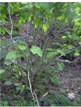 Gambar 2. Pohon Tetua Berumur 3 Tahun